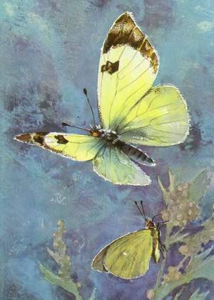 Исходное изображение Butterfly.jpg